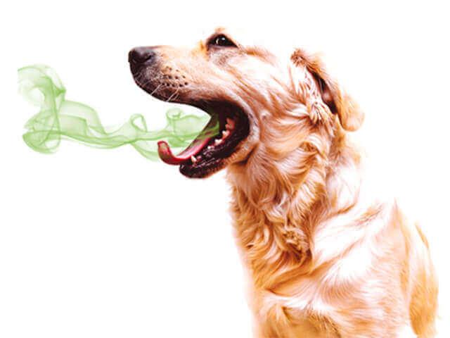 Best thing for sales smelly dog breath