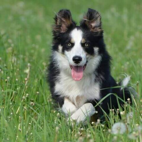 Border Collie Dog Breed Info