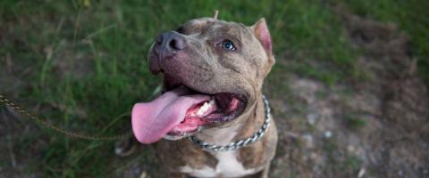 American Staffordshire Terrier