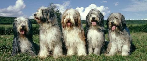 Bearded Collie breed guide